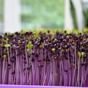 Purple Radish